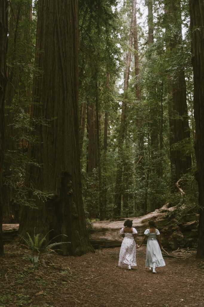 Couple walking away from the camera towards a fallen redwood Tree along the trail in Northern California